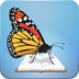 Butterfly HD